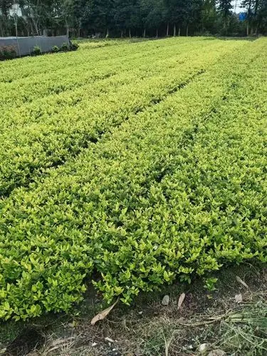 mile·米乐m6：自己在家怎么做篮网球拍